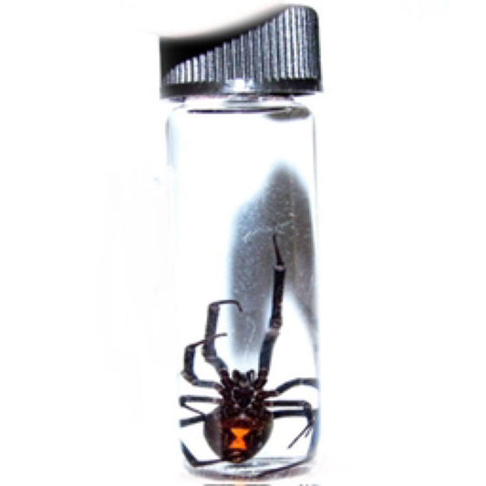 Arizona Southern black widow spider wet specimen