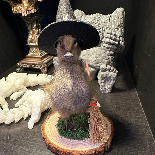 Taxidermy single head witch duck