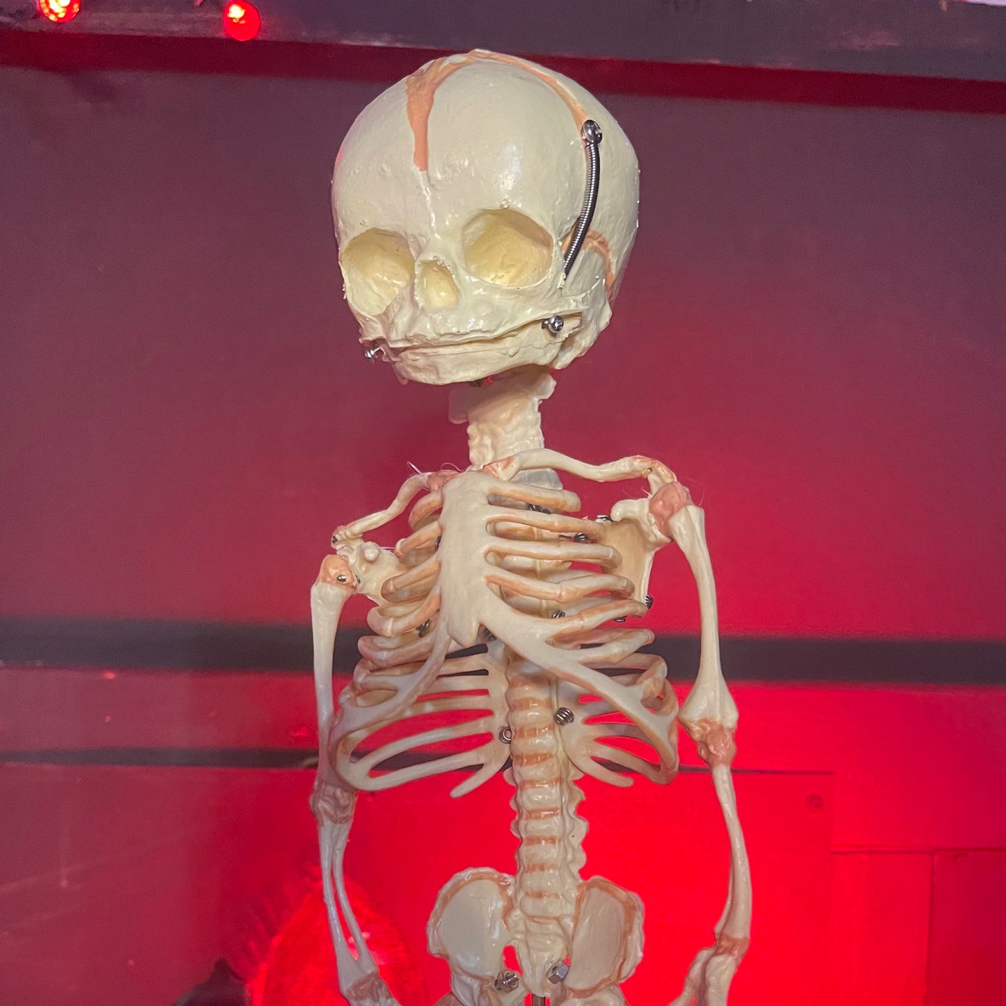 Fetal skeleton replica