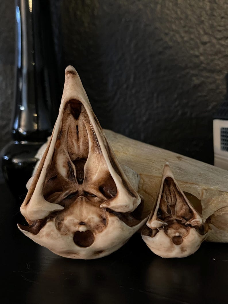 Stained regular and mini owl skull replicas