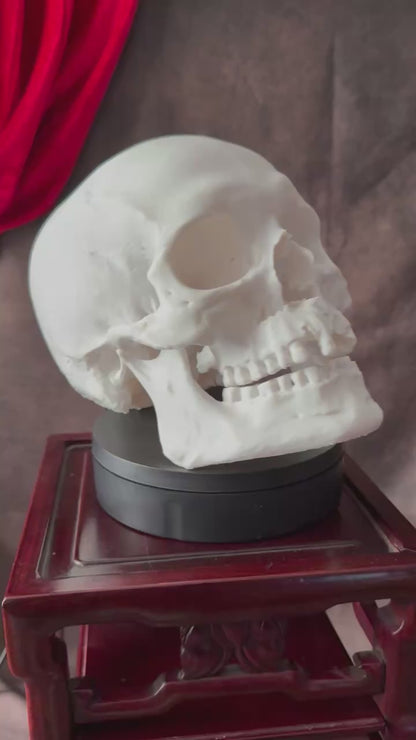 Battle Damaged Skull