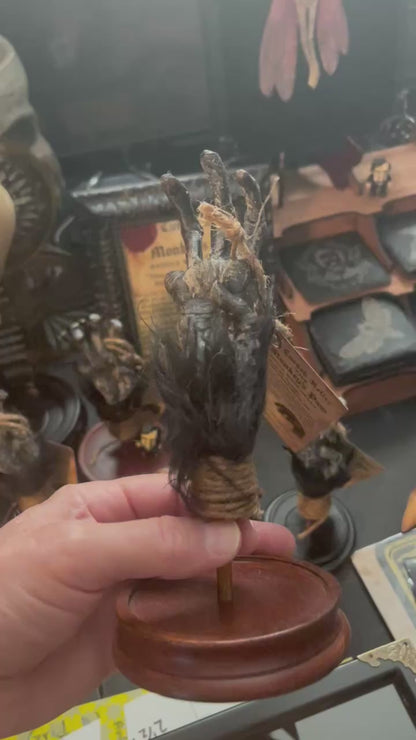 Cursed Monkey Paw for oddities & Curiosities cabinet