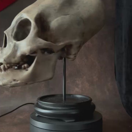 Peruvian skull mounted on base video