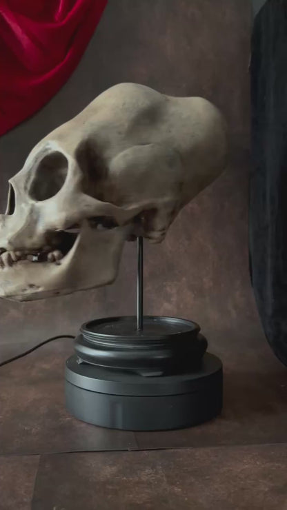 Peruvian skull mounted on base video