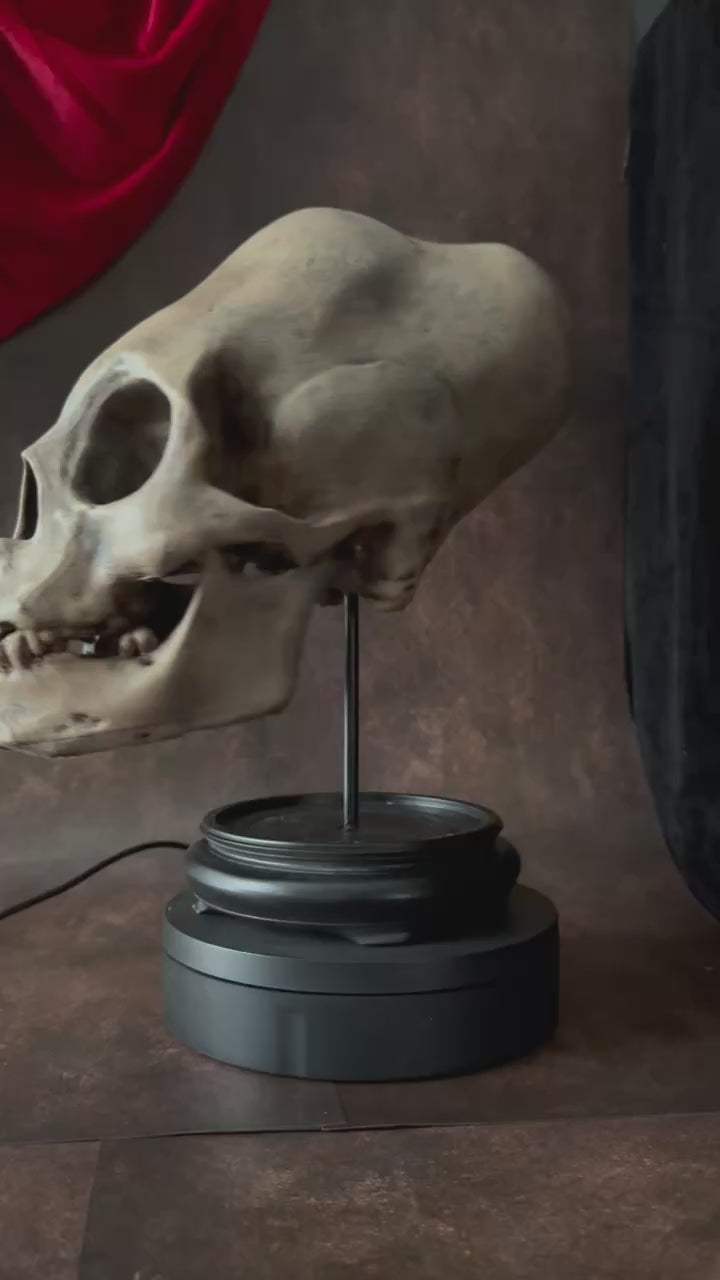 Peruvian skull mounted on base video