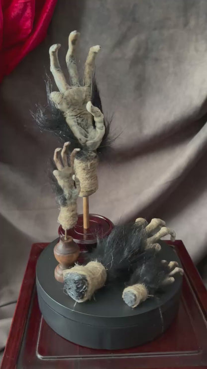 Cursed Monkey Paw for oddities & Curiosities cabinet